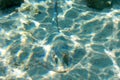 Blue spotted stingray on the sandy bottom