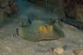 Blue spotted stingray  in the Red Sea Royalty Free Stock Photo