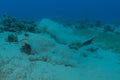 Blue-spotted stingray On the seabed  in the Red Sea Royalty Free Stock Photo