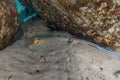 Blue-spotted stingray On the seabed  in the Red Sea Royalty Free Stock Photo