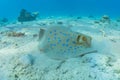 Blue spotted stingray On the seabed  in the Red Sea Royalty Free Stock Photo