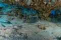 Blue spotted stingray On the seabed  in the Red Sea Royalty Free Stock Photo