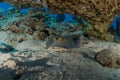 Blue spotted stingray On the seabed  in the Red Sea Royalty Free Stock Photo