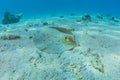 Blue spotted stingray On the seabed  in the Red Sea Royalty Free Stock Photo