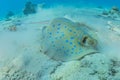 Blue spotted stingray On the seabed  in the Red Sea Royalty Free Stock Photo