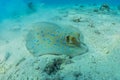 Blue spotted stingray On the seabed  in the Red Sea Royalty Free Stock Photo