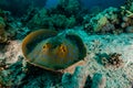 Blue spotted stingray in the Red Sea Royalty Free Stock Photo