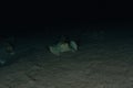 Blue spotted stingray On the seabed  in the Red Sea Royalty Free Stock Photo