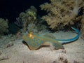 Blue spotted stingray on seafloor Royalty Free Stock Photo