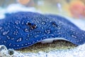 Blue spotted Stingray. Taeniura lymma Royalty Free Stock Photo