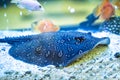 Blue spotted Stingray. Taeniura lymma Royalty Free Stock Photo