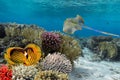 A blue spotted stingray (taeniura lymma Elasmobranch