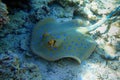 Blue spotted stingray Taeniura lymma - Red Sea Royalty Free Stock Photo