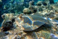 Blue spotted stingray Taeniura lymma - Red Sea Royalty Free Stock Photo