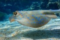 Blue spotted stingray Taeniura lymma - Red Sea Royalty Free Stock Photo