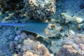 Blue spotted stingray Taeniura lymma - Red Sea Royalty Free Stock Photo