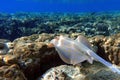 Blue spotted stingray Taeniura lymma - Red Sea Royalty Free Stock Photo