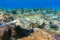 Blue spotted stingray Taeniura lymma - Red Sea Royalty Free Stock Photo