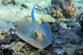 Blue spotted stingray Taeniura lymma - Red Sea Royalty Free Stock Photo