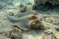 Blue spotted stingray Taeniura lymma - Red Sea Royalty Free Stock Photo