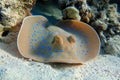 Blue spotted stingray Taeniura lymma - Red Sea Royalty Free Stock Photo