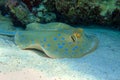 Blue spotted stingray Taeniura lymma - Red Sea Royalty Free Stock Photo