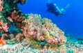 Blue Spotted Stingray under a coral pinnacle Royalty Free Stock Photo