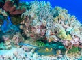 Blue Spotted Stingray under a coral pinnacle Royalty Free Stock Photo