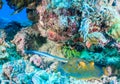 Blue Spotted Stingray under a coral pinnacle Royalty Free Stock Photo