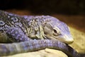 Blue-spotted tree monitor lizard (Varanus macraei) Royalty Free Stock Photo