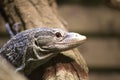 Blue-spotted tree monitor lizard (Varanus macraei) Royalty Free Stock Photo