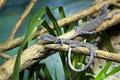 Blue Spotted Tree Monitor Varanus macraei is beautifully colored blue Royalty Free Stock Photo