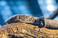 a blue-spotted tree monitor (Varanus macraei) Royalty Free Stock Photo