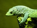 Blue Spotted Tree Monitor, Varanus macraei, stands out with its original blue coloration, it lives on trees Royalty Free Stock Photo
