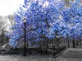 Blue spring blossoms blooming on black and white trees above a path in Central Park, New York City NYC Royalty Free Stock Photo
