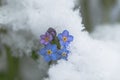 Blossom of forget-me-not in the snow Royalty Free Stock Photo