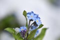 Blossoms of forget-me-not in the snow Royalty Free Stock Photo