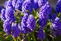 Blue spring flower, Grape Hyacinth, Muscari racemosum.