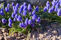 Blue spring flower, Grape Hyacinth, Muscari racemosum.