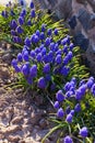 Blue spring flower, Grape Hyacinth, Muscari racemosum.