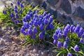 Blue spring flower, Grape Hyacinth, Muscari racemosum.