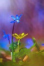 Blue spring flower Scylla Siberian, Siberian goose foot, wooden goose feathers. Blue and yellow flower. Abstract natural