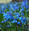 Blue spring flowers Royalty Free Stock Photo