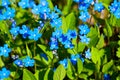 Blue spring flowers Royalty Free Stock Photo