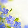 Blue spring flowers background