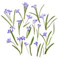 Blue spring flowers background