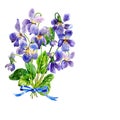 Blue spring flowers. Bunch of violets. Watercolor.