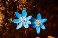 Blue spring flowers so close, nature macro