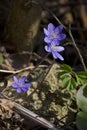 Blue spring flowers close-up