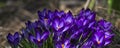 Blue spring flowers. Blue spring crocuses Royalty Free Stock Photo